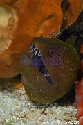 Gymnothorax javanicus-Wakatobi Sawa Fan garden-18m-20180528nuit-Denis-ADER-DSC_1530_tn